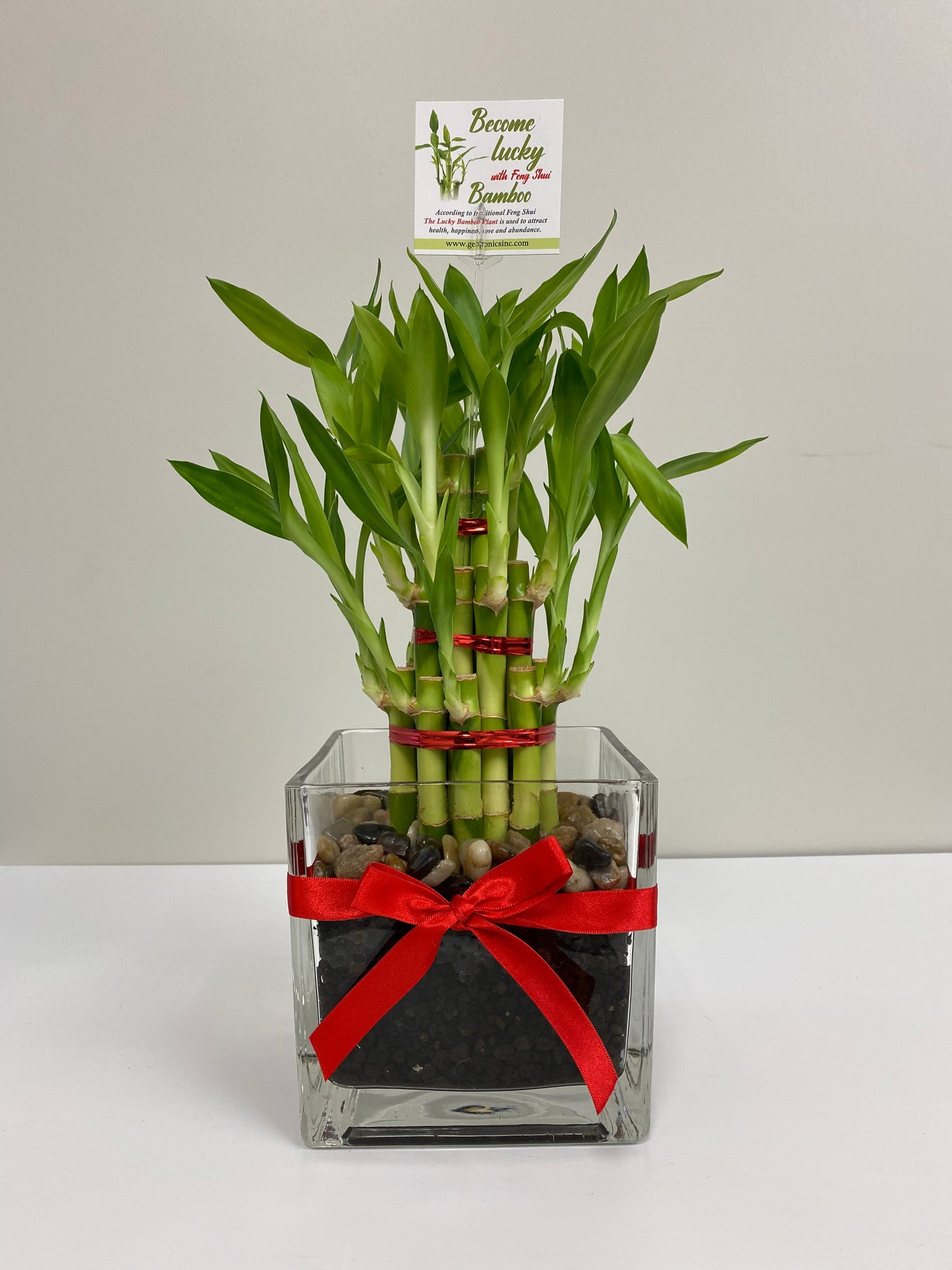 Feng Shui lucky bamboo, twenty-one stalks in a glass vase