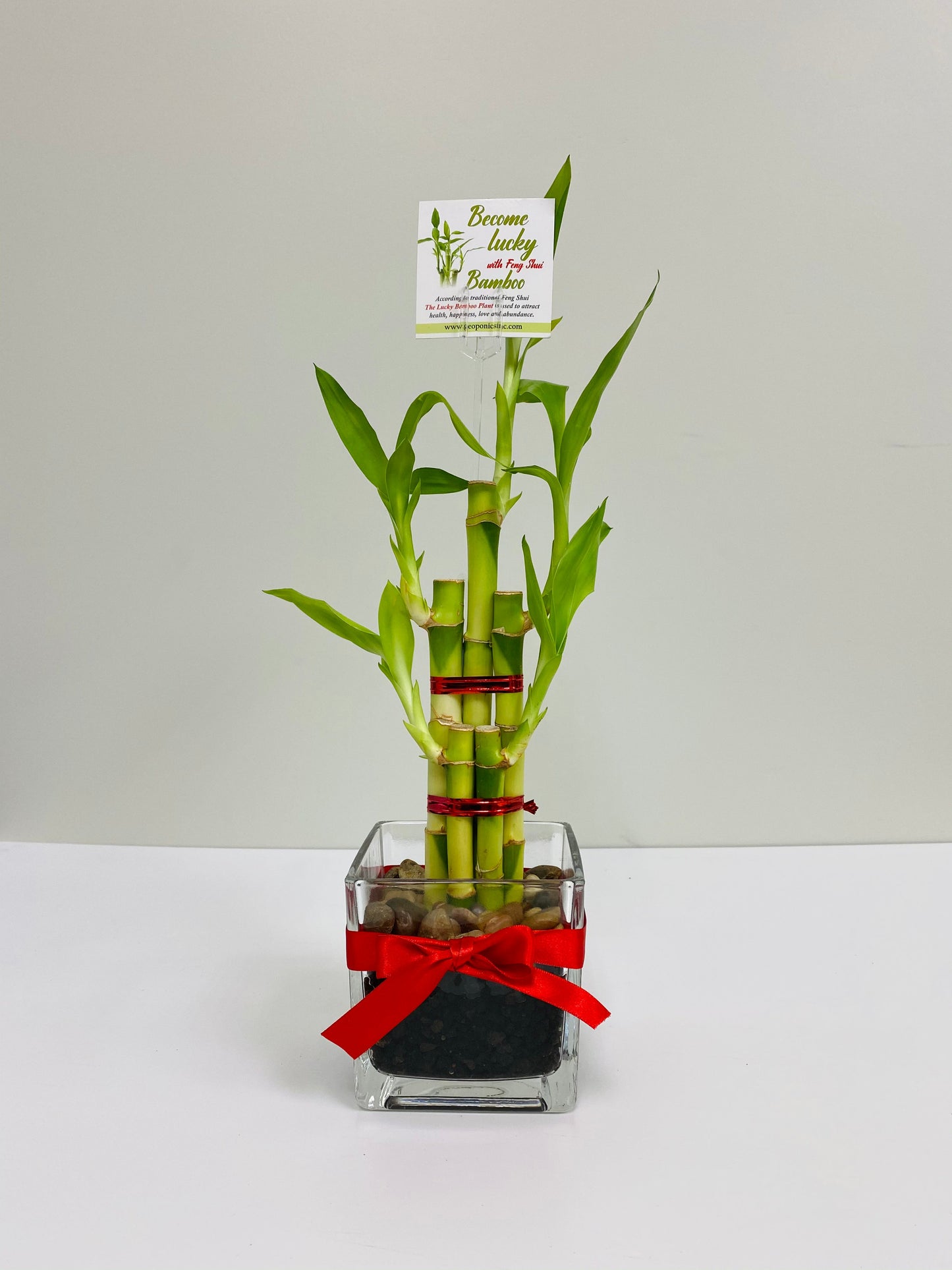 Feng Shui lucky bamboo, five stalks