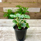 Peperomia Plant Bundle