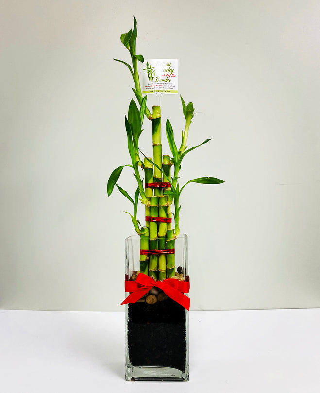 Feng Shui lucky bamboo, seven stalks