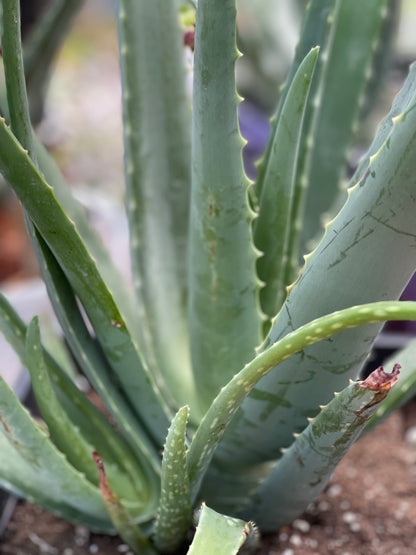 aloe vera plant edmonton Organic Aloe Vera – Plant Club