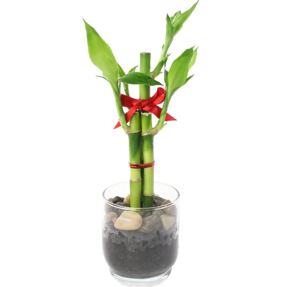Lucky bamboo, 3 stalks, photo 2