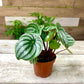 Peperomia Plant Bundle