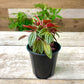 Peperomia Plant Bundle