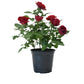 Mini Rose