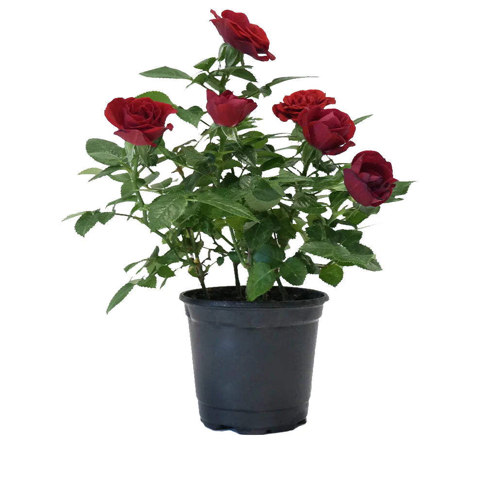 Mini Rose