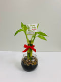 Lucky Bamboo – Feng Shui Arrangement, 1 to 21 Stalks