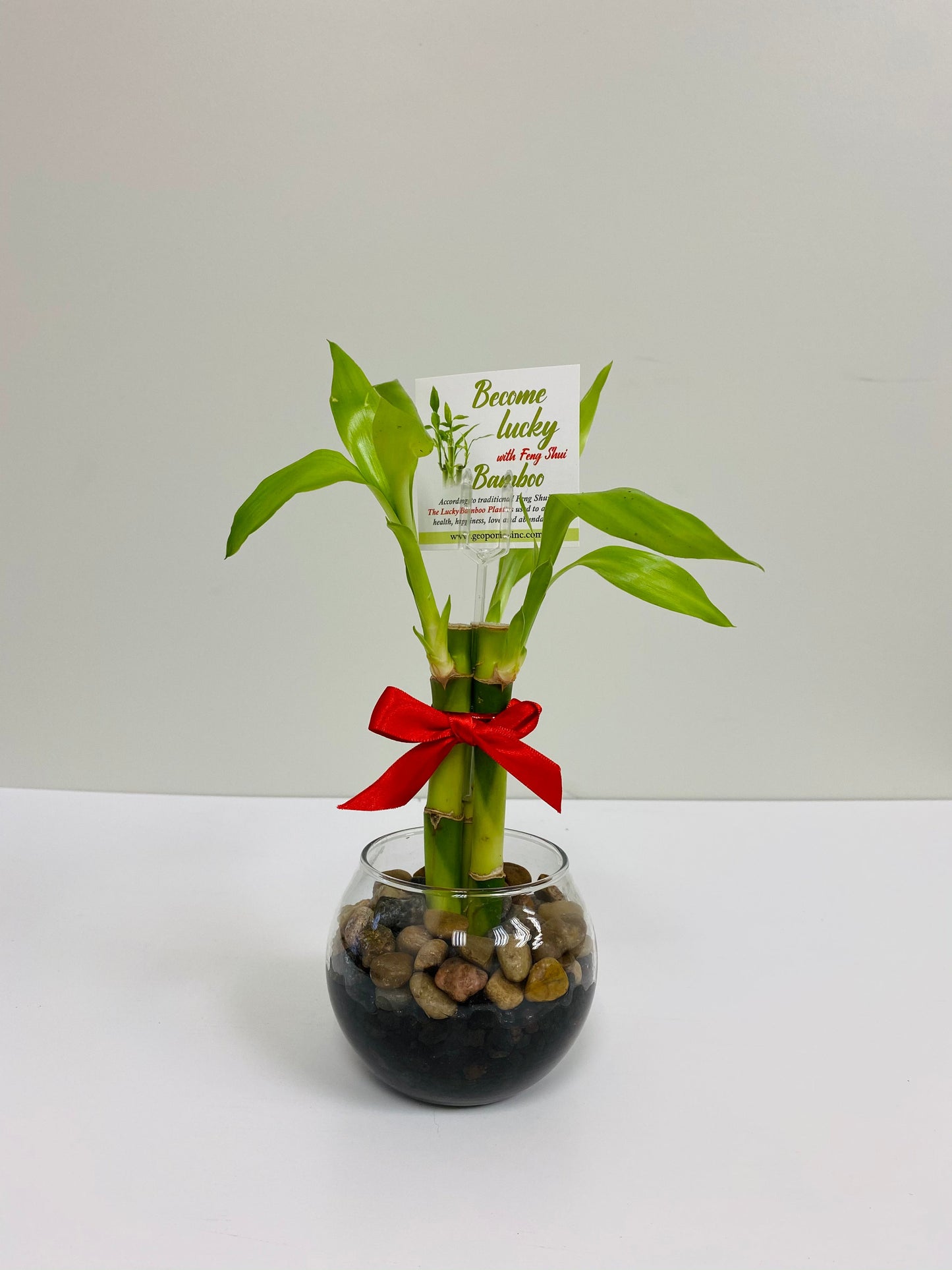Feng Shui lucky bamboo, three stalks