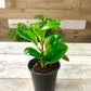 Peperomia Plant Bundle