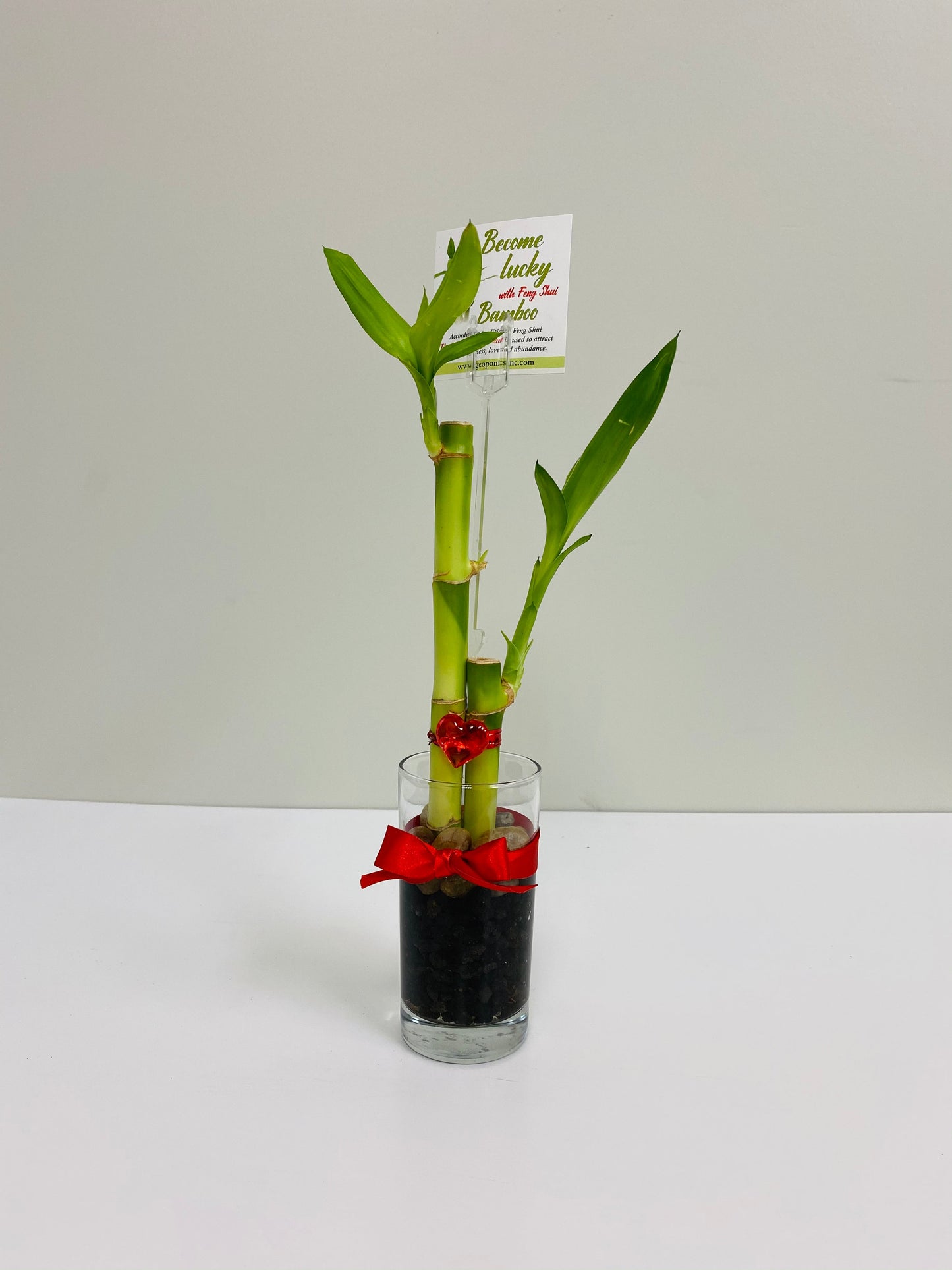 Feng Shui lucky bamboo, two stalks