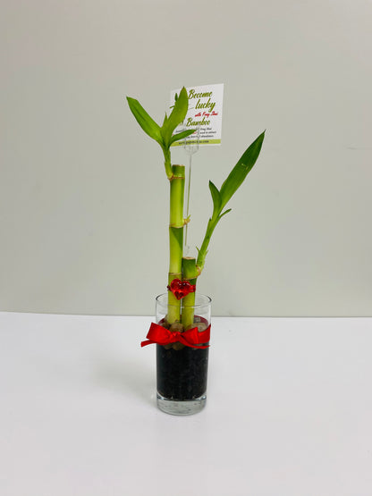 Lucky bamboo, 2 stalks, photo 1