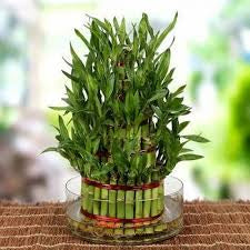 Three /five layer lucky bamboo birthday cake pot not included (ceramic and glass $10—$20 optional)