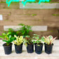 Peperomia Plant Bundle