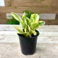 Peperomia Plant Bundle