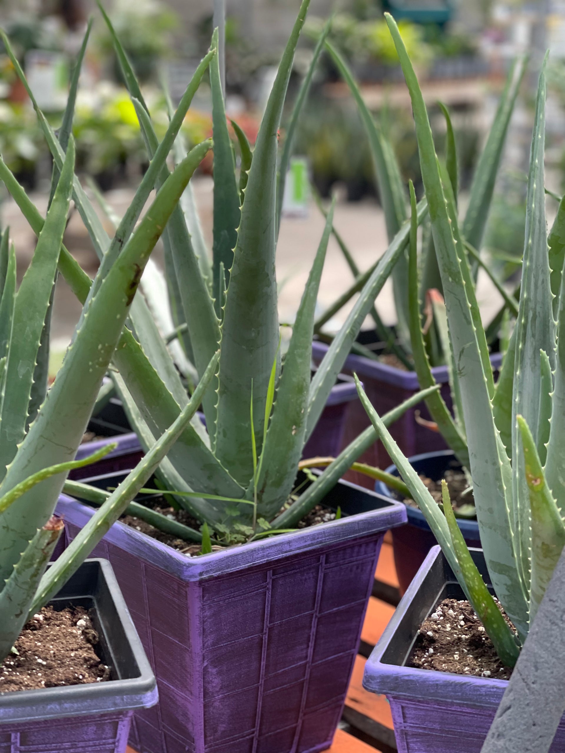 aloe vera plant edmonton Organic Aloe Vera – Plant Club