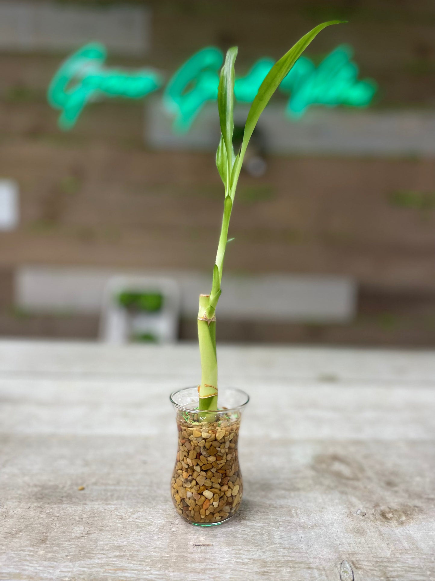 Feng Shui lucky bamboo, single stalk