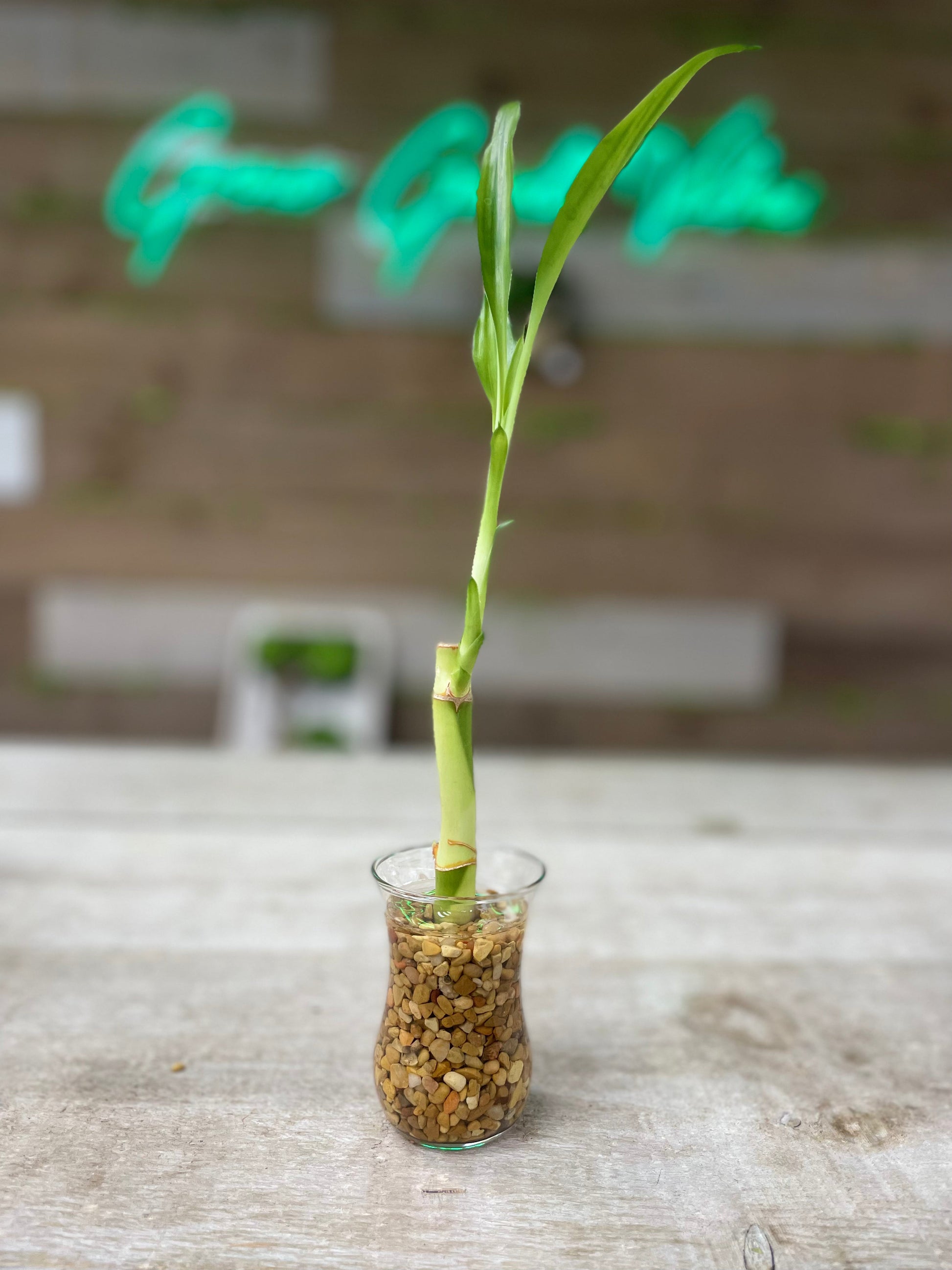 Feng Shui lucky bamboo, single stalk