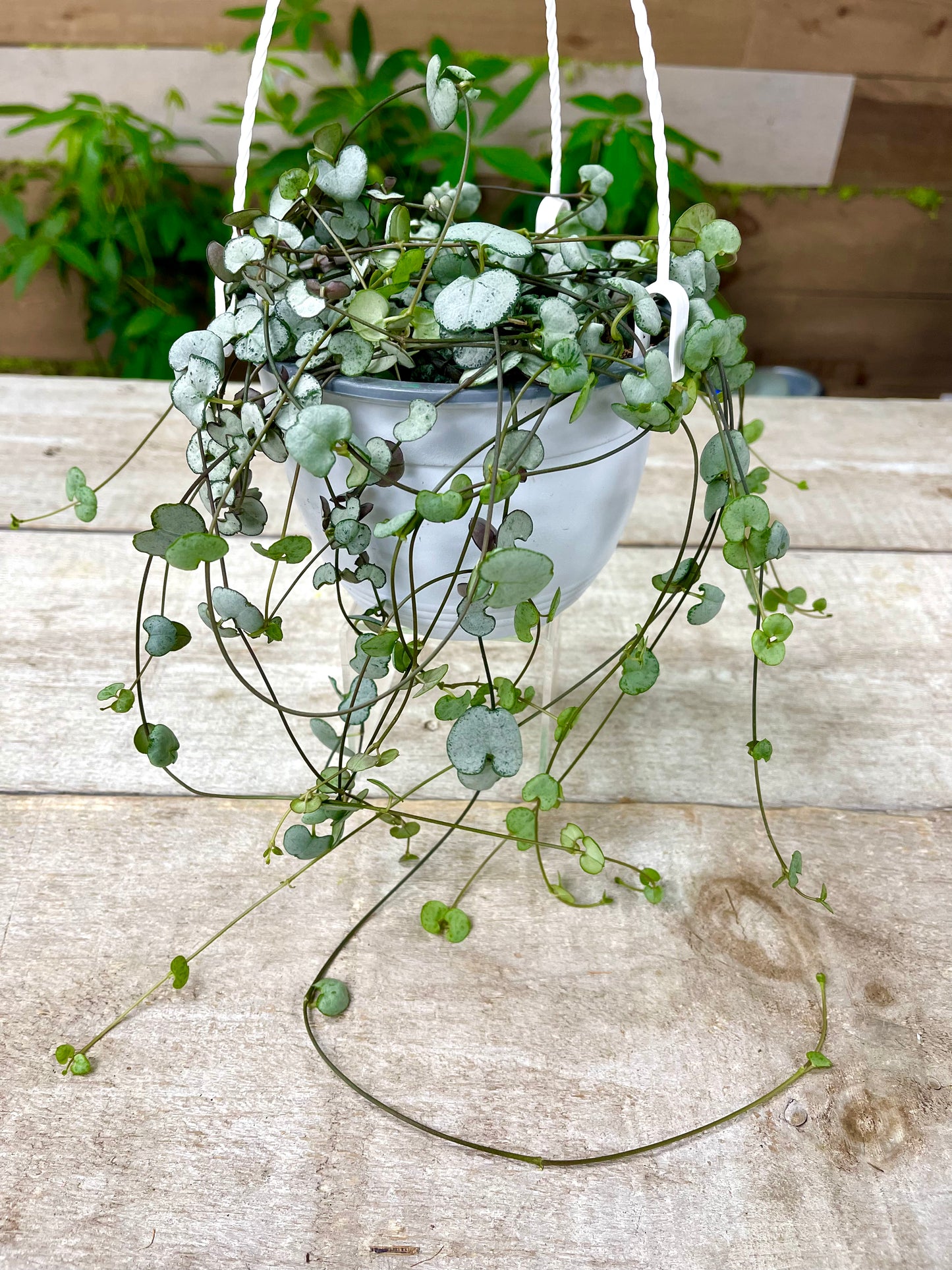 String of Hearts