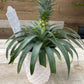Pineapple in growing pot ceramic pot 6”