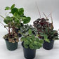 Peperomia Plant Bundle