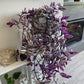 Tradescantia Nanouk in growing pot