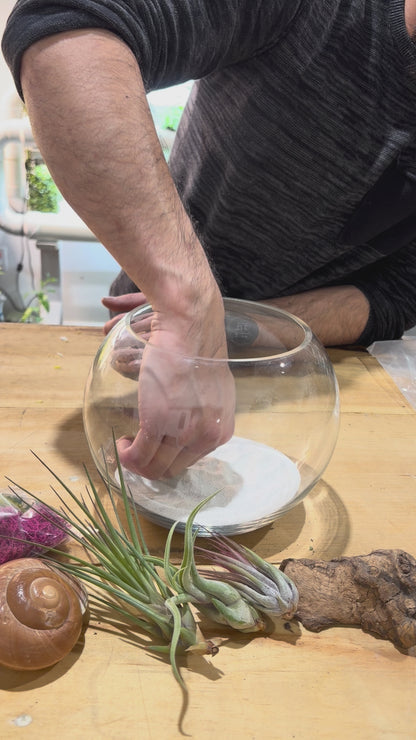 DIY Air Plant Terrarium Kit – 8” Glass Vase with Air Plants, Stones, Sand & Moss