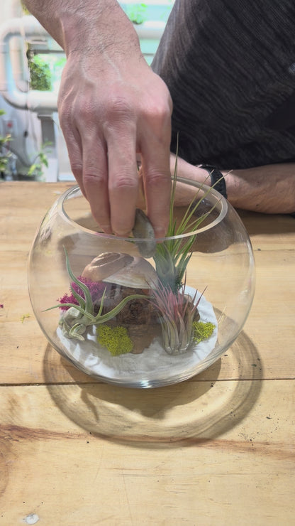 DIY Air Plant Terrarium Kit – 8” Glass Vase with Air Plants, Stones, Sand & Moss