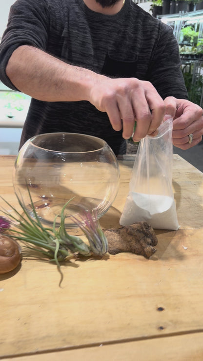 DIY Air Plant Terrarium Kit – 8” Glass Vase with Air Plants, Stones, Sand & Moss
