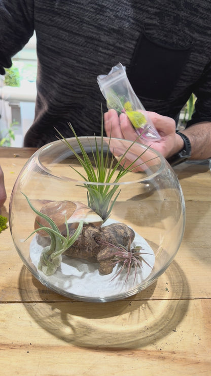DIY Air Plant Terrarium Kit – 8” Glass Vase with Air Plants, Stones, Sand & Moss
