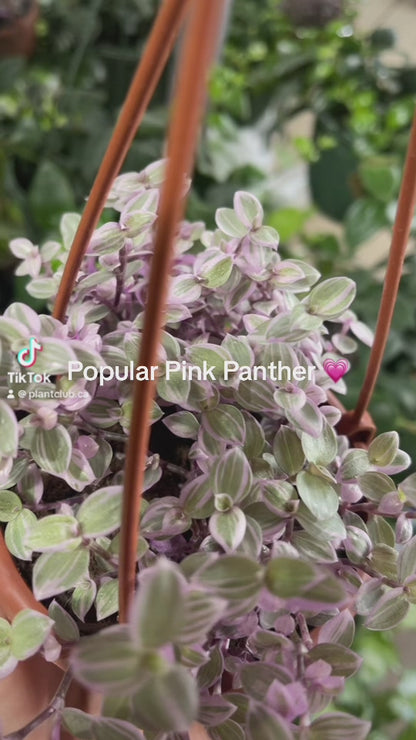Pink Panther 5” Grower Pot