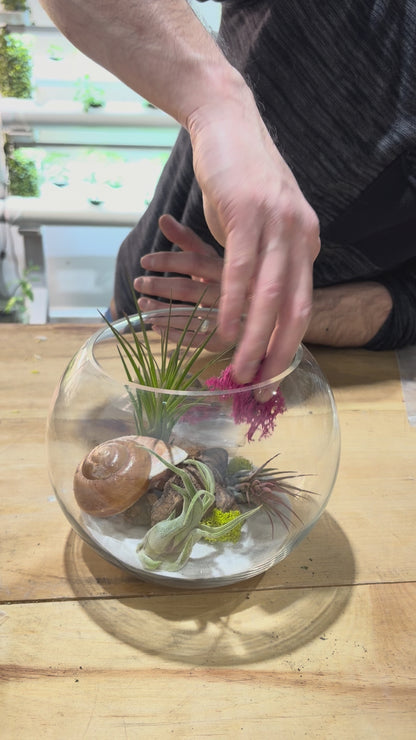 DIY Air Plant Terrarium Kit – 8” Glass Vase with Air Plants, Stones, Sand & Moss