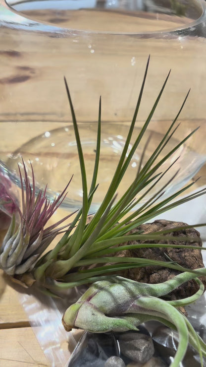 DIY Air Plant Terrarium Kit – 8” Glass Vase with Air Plants, Stones, Sand & Moss