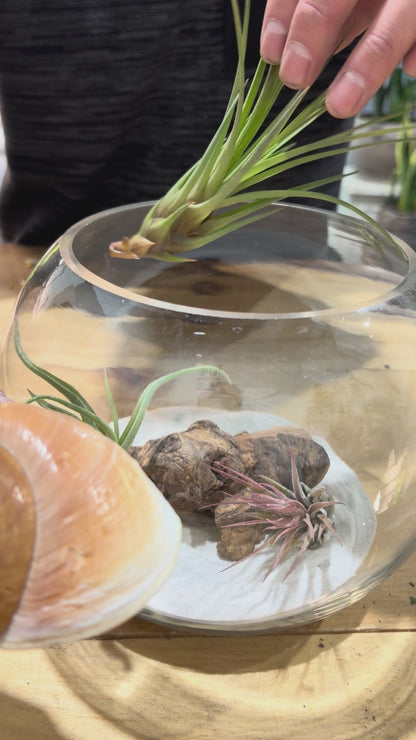 DIY Air Plant Terrarium Kit – 8” Glass Vase with Air Plants, Stones, Sand & Moss
