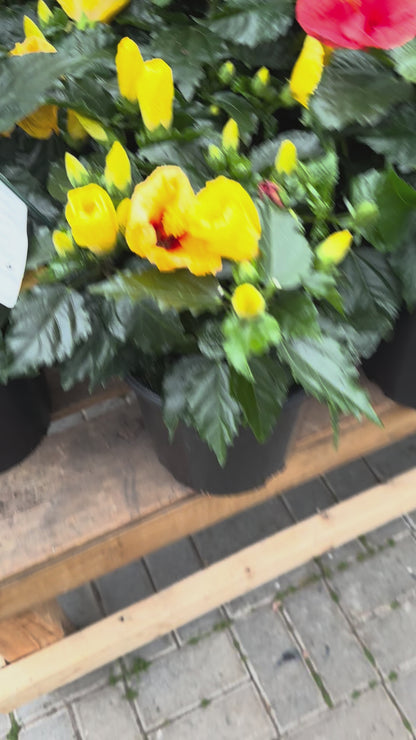 Hibiscus 10”assorted color
