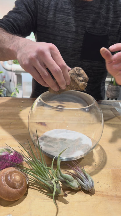 DIY Air Plant Terrarium Kit – 8” Glass Vase with Air Plants, Stones, Sand & Moss