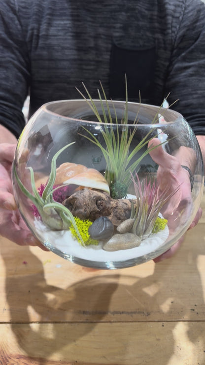 DIY Air Plant Terrarium Kit – 8” Glass Vase with Air Plants, Stones, Sand & Moss
