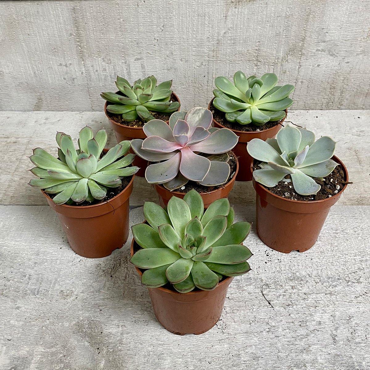 AWESOME ECHEVERIA (MULTI-PACK) - Geoponics Inc