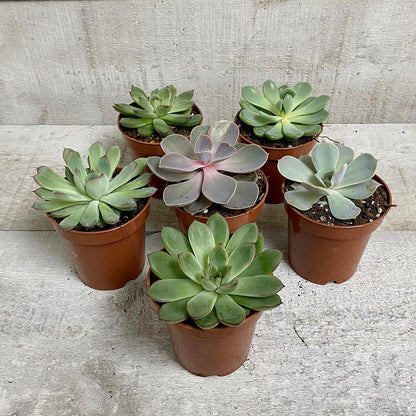 AWESOME ECHEVERIA (MULTI-PACK) - Geoponics Inc