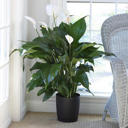 peace lily canada Peace Lily – Plant Club