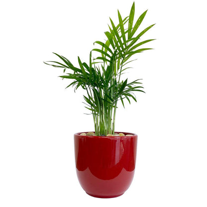 Palm Springs - Geoponics Inc