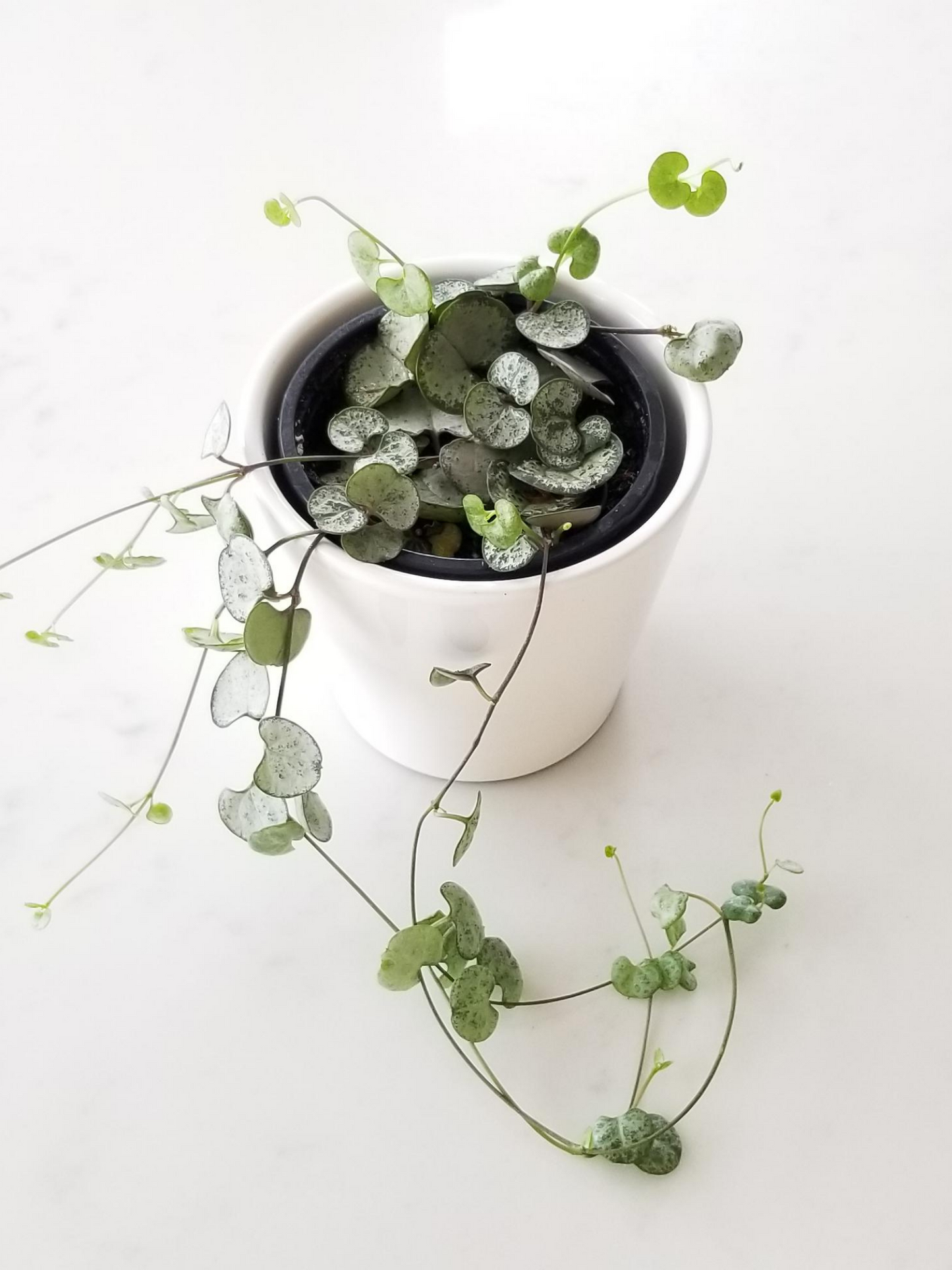 String of Hearts