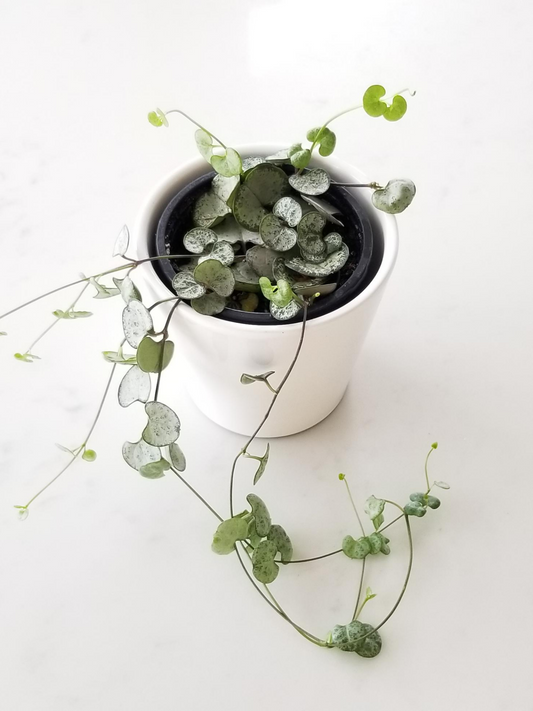 String of Hearts