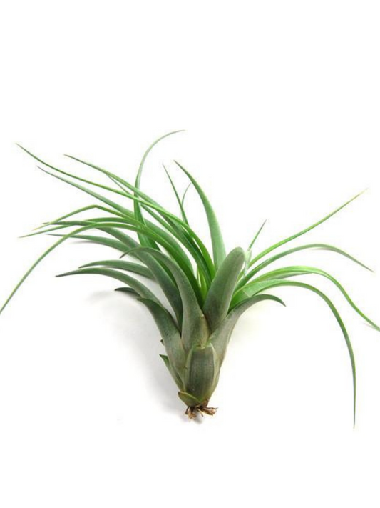 Tillandsia multifloral