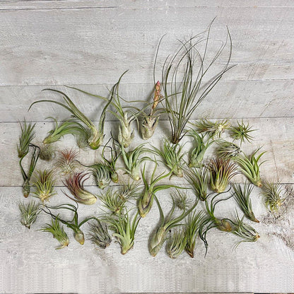 Deluxe Air Plant Bundle (Assorted) - Geoponics Inc