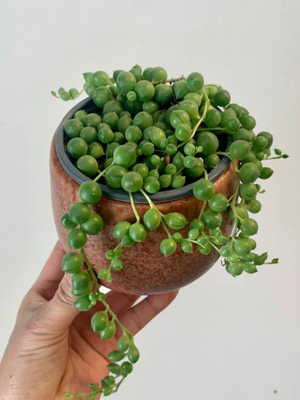 String of Pearls – Trailing Succulent Plant