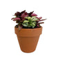 Italian Terra Cotta Clay Planters (2.5" - 12") - Geoponics Inc