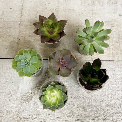 AWESOME ECHEVERIA (MULTI-PACK) - Geoponics Inc