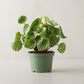 Watermelon Peperomia - Geoponics Inc