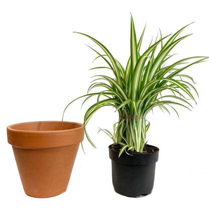 Italian Terra Cotta Clay Planters (2.5" - 12") - Geoponics Inc