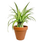 Italian Terra Cotta Clay Planters (2.5" - 12") - Geoponics Inc